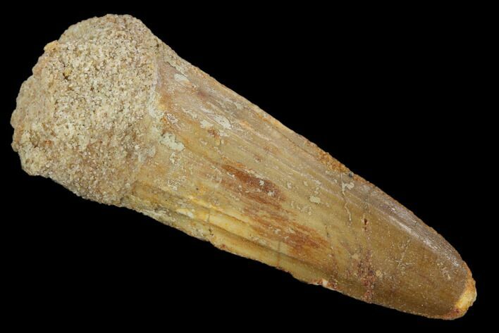 Spinosaurus Tooth - Real Dinosaur Tooth #117840